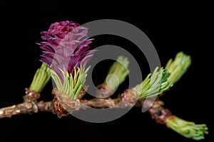 Larch strobilus, a young ovulate cone