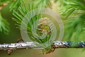 Larch strobilus: a young ovulate cone