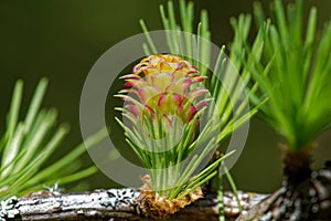 Larch strobilus: a young ovulate cone