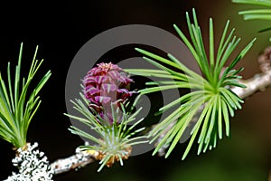 Larch strobilus: a young ovulate cone