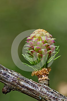 Larch strobilus: a young ovulate cone