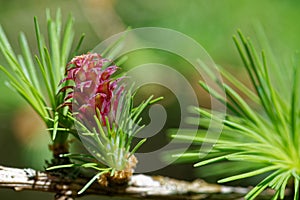 Larch strobilus: a young ovulate cone