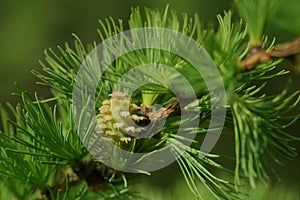 Larch strobilus, an ovulate cone