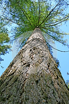 Larch tree