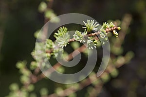 Larch tree