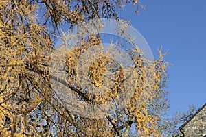 Larch tree. Autumn in the park.