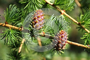 Larch tree branch with cones photo