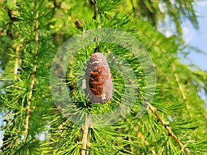 Larch tree cone growing on branch