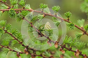 Larch tree detail