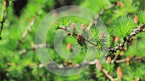 Larch tree fresh pink cones blossom at spring on nature background. Branches with young needles European larch Larix decidua with