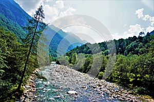 A larch tree leaning over the riverbed in the Valle Verzasca, Ticino