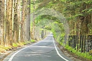 Larch tree lined