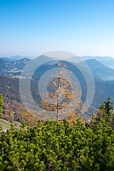 Larch tree in the middle of pine trees, Puchberg am Schneeberg,