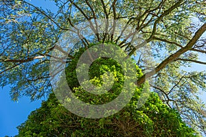 Larch tree overgrown with epiphyte