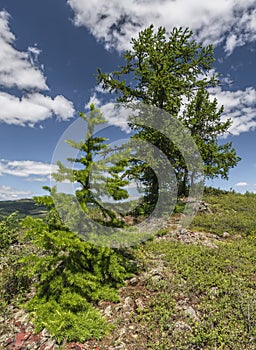 Larch Tree in the Ural Mountains.