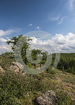Larch Tree in the Ural Mountains.