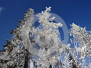 Modřín - zimní příroda