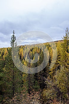 Larch trees in a colourful mountain forest in Canada