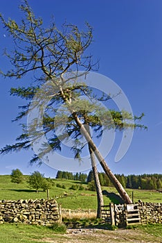 Larch trees in countryside
