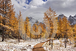 Larch trees in fall after first snow, Banff NP, Canada