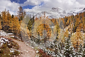 Larch trees in fall after first snow, Banff NP, Canada photo