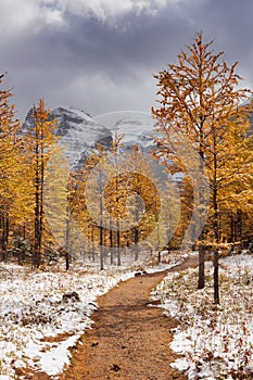 Larch trees in fall after first snow, Banff NP, Canada