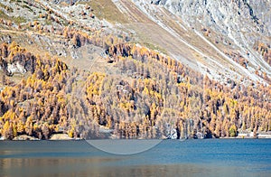 Larch trees in golden autumn colors along the shore of a swiss lake