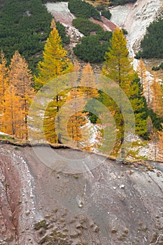 Larch trees on mountainside