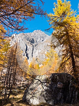 Larch trees and the peaks of Mont Blanc in fall