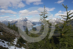 Larch trees in the rocky mountains with lake background