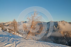 Larch trees and Trisselwand mountain