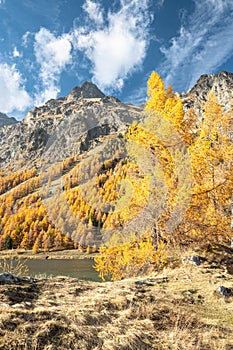 Larch trees in vibrant fall colors along Lake Sils in the Swiss Alps