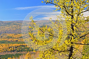 Larch in the Ural Mountains