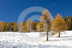 Larches in autumn dress on snow covered ground