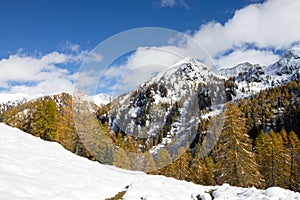 Larches in autumn dress on snow covered ground