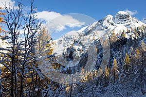 Larches in autumn dress on snow covered ground