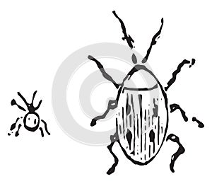 Larder beetle, vintage engraving
