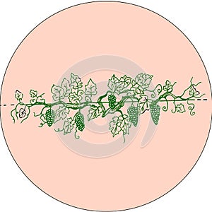 Lardge grape branch with large bunches of fruits in circle