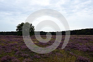 Larense and Hilversumse moor  centre of the Netherlands photo