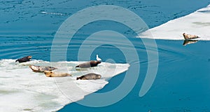 Larga Seals resting on floating ice photo