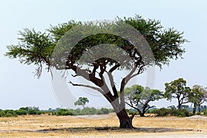 Large Acacia tree in the open savanna plains Africa