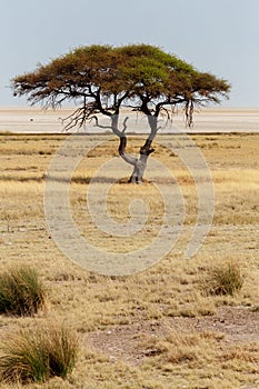 Large Acacia tree in the open savanna plains Africa