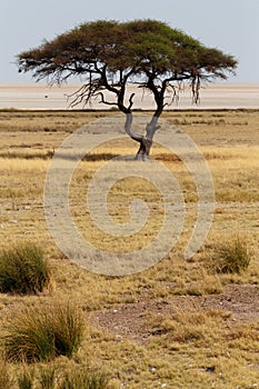 Large Acacia tree in the open savanna plains Africa