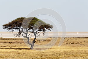 Large Acacia tree in the open savanna plains Africa