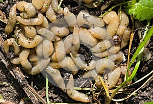 A large accumulation of slugs on the ground.