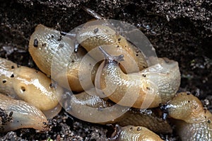 A large accumulation of slugs on the ground.