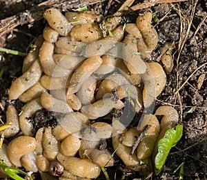 Large accumulation of slugs on the ground. Agricultural pests