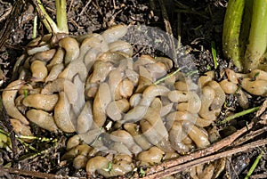 A large accumulation of slugs on the soil.