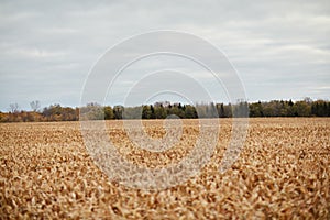 Large acreage of harvested corn stubble in a field