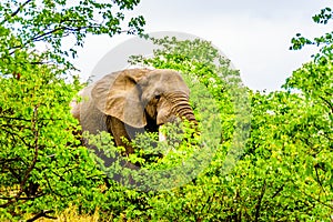 A large adult African Elephant eating leafs from Mopane Trees in a forest near Letaba in Kruger National Park